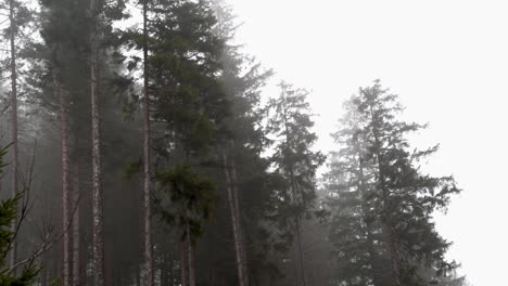 mist-wind-hits-large-spruce-trees-on-foggy-rain-day