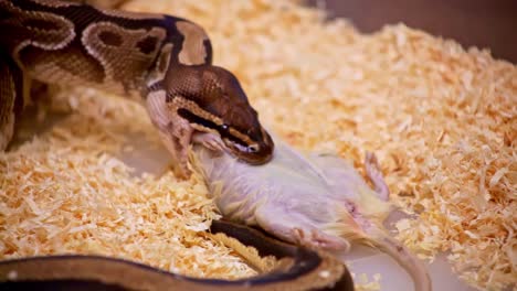 Pyhton-slowly-eat-and-digest-a-dead-white-rat