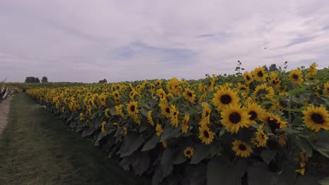 Walking-in-Sunflower-Field-on-a-Cloudy-Day-4K