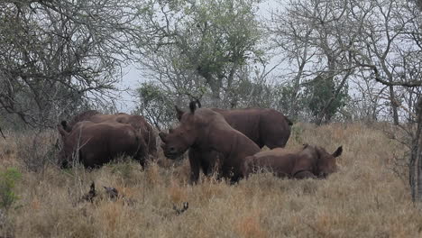 Un-Choque-De-Rinocerontes-Blancos-Se-Relaja-En-La-Hierba-Alta-De-La-Reserva-Privada-De-Thanda