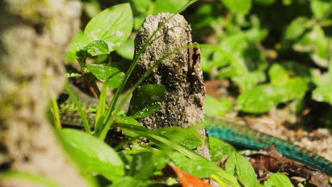 Ameiva-green-brown-lizard-running-and-hiding-behind-plants