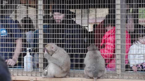 Tourists-feeding-groups-of-Macaque-monkeys-through-a-cage-at-the-Arashiyama-Monkey-Park-Iwatayama-in-Kyoto,-Japan