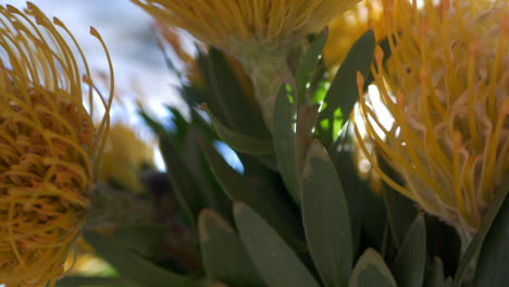 CLOSE-UP-of-Yellow-Pincushion-Proteas-In-A-Vase,-PAN-RIGHT