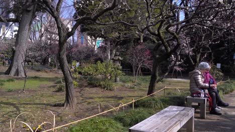 Alte-Japaner-Sitzen-Auf-Der-Holzbank-Im-Sakura-Park-In-Japan-Mit-Blühenden-Kirschblütenbäumen-Im-Hintergrund-–-Weitwinkelaufnahme