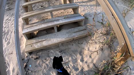 Walking-Chiweenie-dog-through-the-sand-on-the-way-to-the-stairs-of-the-boardwalk