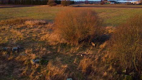 Aerial-view-at-two-European-roe-deer-walking-at-field-in-sunny-autumn---winter-day,-golden-hour,-wide-angle-birdseye-drone-shot