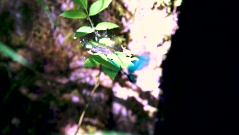 Nahaufnahme-Einer-Glänzenden-Blauen-Libelle-Auf-Einem-Ast,-Ein-Ebenholzfarbener-Juwelenflügel,-Der-In-Zeitlupe-Davonfliegt