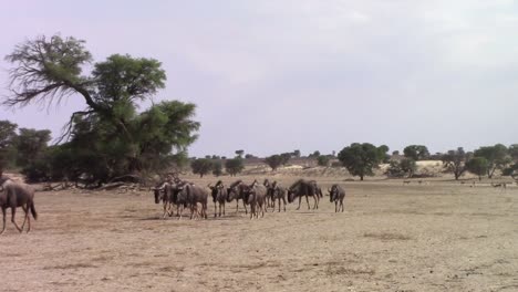 Confusion-of-Wildebeest-walks-through-frame-in-Kalahari-Desert-sand