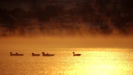 Flock-of-Canada-geese-swimming-in-misty-lake