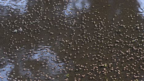 Dipterans-Inhabiting-On-The-Stagnant-Pond-Water-In-Firmat,-Santa-Fe,-Argentina---Medium-Shot