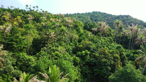 Dense-tropical-trees-of-jungle-green-forest-with-palm-trees-and-lush-vegetation-on-remote-island-of-Philippines