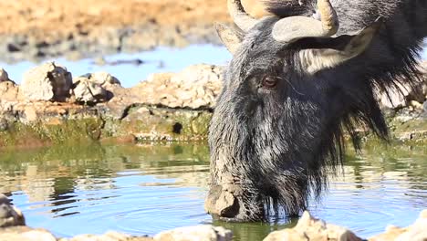 Mud-caked-Wildebeest-gets-spooked-while-drinking-water,-close-up