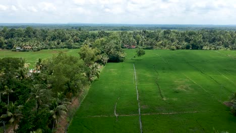 Lush-Green-Paddy-Field-Asian-village,aerial-shot,tree-lines
