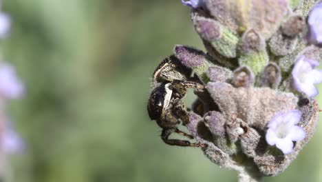Jumping-Spider-on-a-lavender-flower-against-clear-green-blurred-background