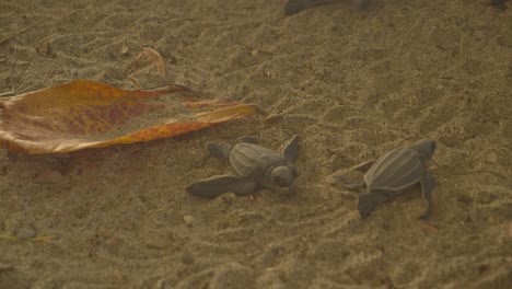Junge-Lederschildkröten-Machen-Sich-Auf-Den-Weg-Zum-Meer