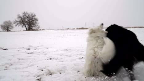 Black-dog-playfully-attacking-white-dog-in-the-snow,-slow-motion