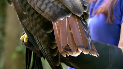 tight-shot-of-hawks-tail-feathers