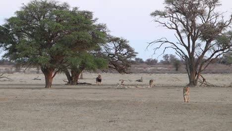 Long-shot-of-African-Lion-walking-from-shady-acacia-tree-in-Kalahari