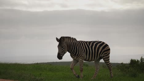 Slow-motion-shot-of-a-solitary-zebra-grazing-on-the-lush-grasslands-of-Africa-on-an-overcast-day