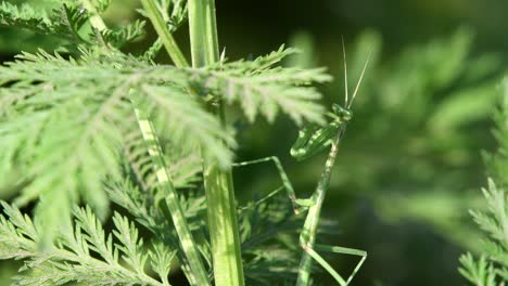 A-Praying-Mantis-waits-for-a-prey-among-the-vegetation,-antennas-clearly-visible