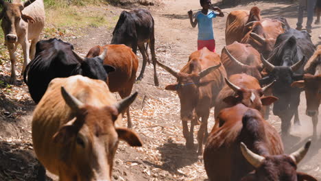 Local-kid-herding-cattle-in-unpaved-road-in-Ziway,-Ethiopia
