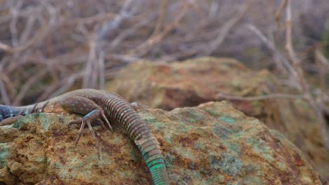 Large-Whiptail-lizard-or-blau-blau-crawling-onto-limestone-rock-in-arid-desert-landscape-showing-tail-skin-detail,-close-up