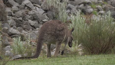 Grey-kangaroos-foraging-and-enjoying-the-warmer-weather