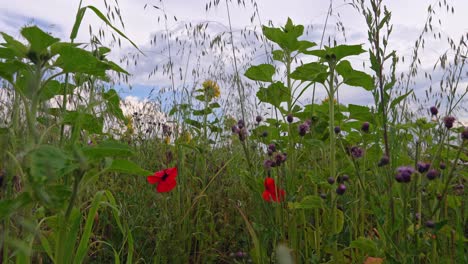 Flying-bee-over-a-field-of-red-poppy-and-sunflowers-from-low-perspective