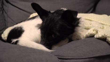 Dog-with-black-and-white-fur-resting-on-the-couch