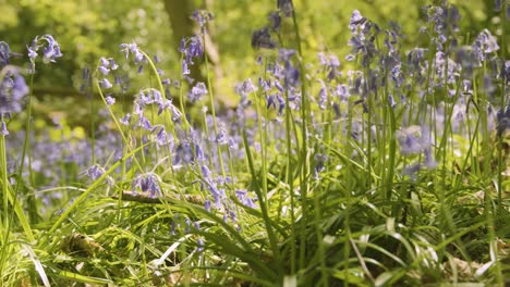 Bluebells-in-the-sunlight-with-shadows