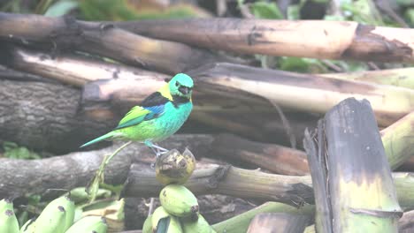 Green-headed-tanager-colorful-bird-sitting-on-bananas-at-a-rainforest-region