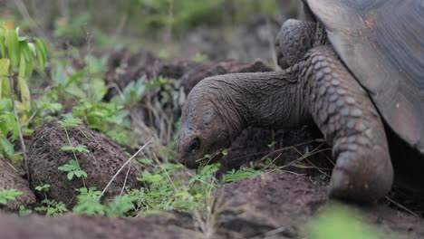 Galapagos-tortoise-closeup-of-eating-food