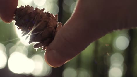 Hand-holding-a-pine-cone-with-bokeh-and-sunlight