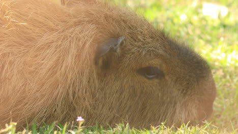 Nahaufnahme-Des-Capybara-Gesichts,-Während-Es-Auf-Gras-Ruht