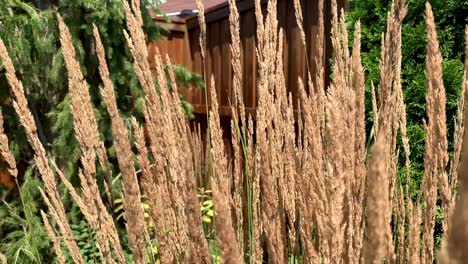 Tall-grass-waving-in-wind-slow-motion-nature-Ornamental-landscaping-close-up