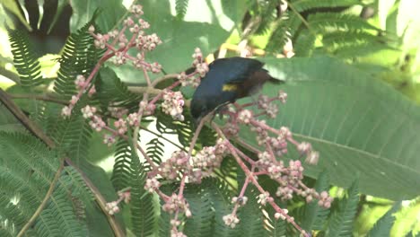 Chestnut-bellied-Euphonia-eating-wild-fruits-on-a-branch-in-the-Atlantic-Forest-of-Rio-de-Janeiro