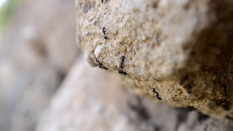 Black-ants-crawling-on-rock-in-nature,-shallow-depth-of-field,-macro-shot