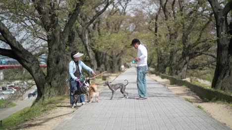 Dogs-With-Their-Japanese-Owners-Holding-Leash-And-Interacting-To-Each-Other-At-The-Park-In-Kyoto,-Japan---slow-mo---wide-shot