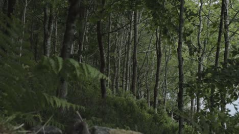 Bracken--growing-in-dense-English-forest