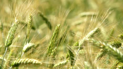Close-up-of-green-maturing-wheat-heads-waving-back-and-forth-in-the-wind