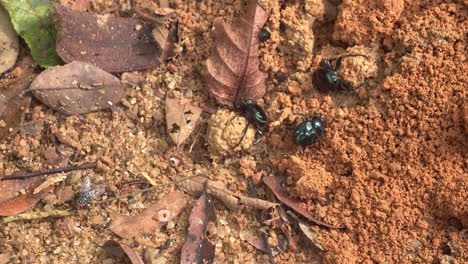 Dung-beetle-in-soil,-moving-and-rolling-round-pieces-of-dung