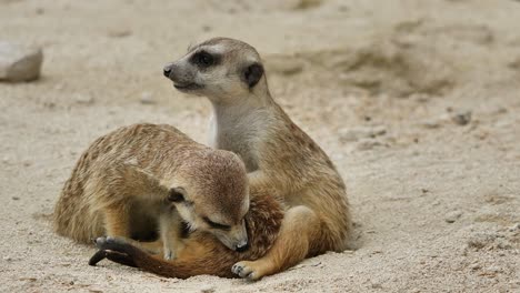 Pair-of-cute-meerkats-cleaning-mutually-on-sandy-ground-during-daytime,close-up