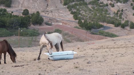 Still-shot-tied-horses-feeding-from-old-bathtub-on-Nature-landscape-as-background