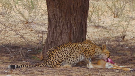 A-Hungry-Cheetah-Lies-Down-To-Continue-Feeding-On-Fresh-Meat-Of-Springbok-Calf-In-Botswana---Close-Up-Shot