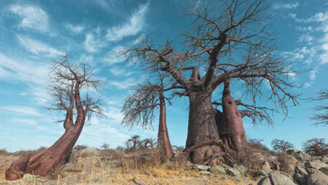 Blattlose-Baobab-Bäume-Unter-Blauem-Himmel-Mit-Weißen-Wolkenfetzen-Auf-Der-Insel-Kubu-In-Der-Makgadikgadi-Pfanne-Von-Botswana-–-Zeitraffer