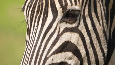 Closeup-pan-of-entire-zebra-head-from-snout-up-to-mane