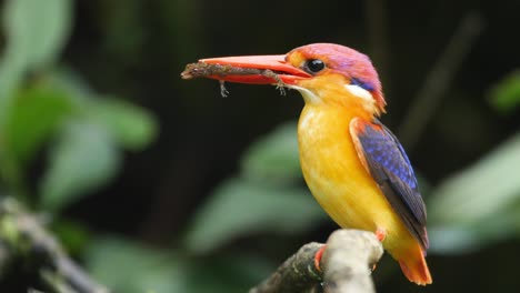 A-Female-bird-of-the-Oriental-Dwarf-Kingfishers-sits-on-the-branch-with-a-gecko-lizard-in-its-coral-coloured-beak-waiting-to-go-into-the-nest-to-feed-its-chicks,-western-ghats-of-India