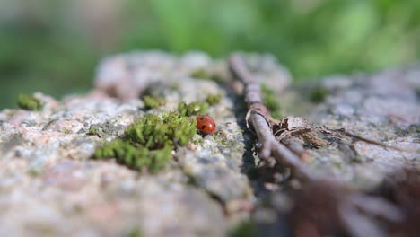 little-ladybug-runs-on-the-stone