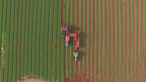 Harvester-machine-working-on-large-industrial-carrot-field,-aerial-view