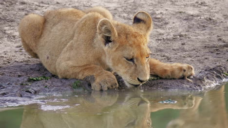Durstiges-Löwenjunges,-Das-Sich-Hinlegt-Und-In-Nahaufnahme-Trinkt,-Wird-Dann-Spielerisch-Von-Einem-Anderen-Löwenjungen-Angegriffen